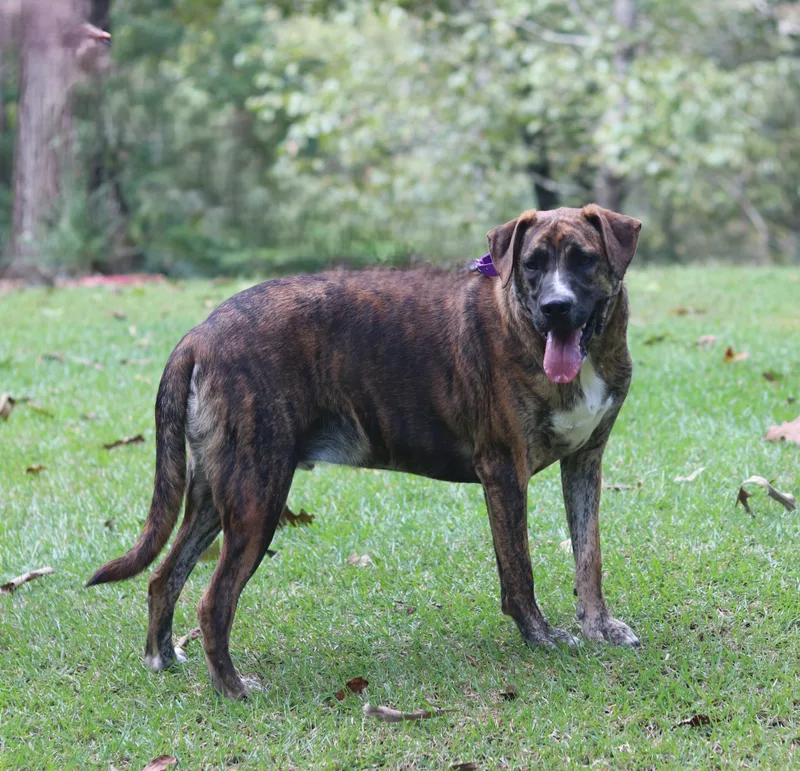 A young large-sized male Brindle Labrador Retriever dog named Mocha for adoption in Hayden, AL