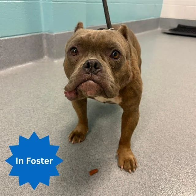 An adult small-sized female Pit Bull Terrier dog named Freya for adoption in Indianapolis, IN
