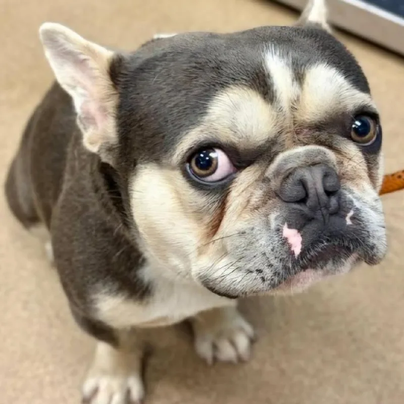 A young medium-sized male Gray / Blue / Silver French Bulldog dog named Huck for adoption in Rossville, GA