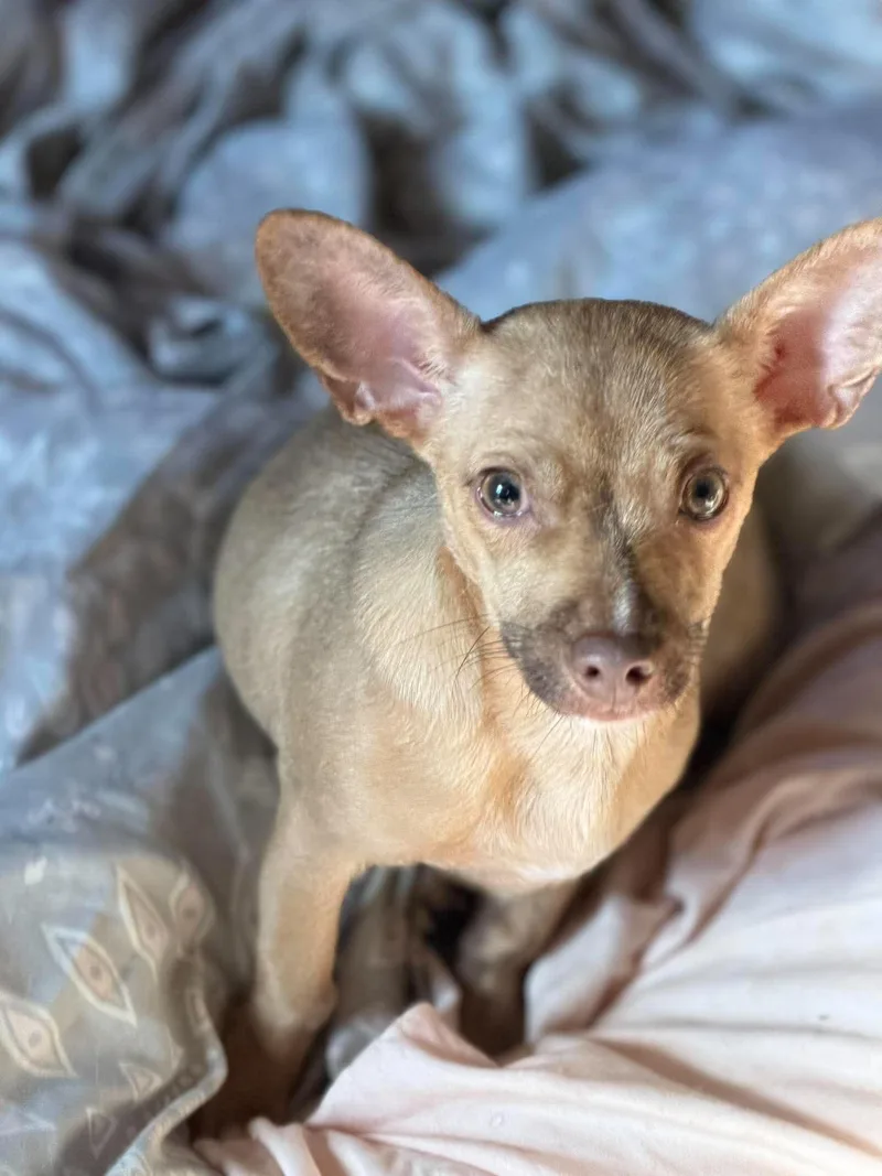 A baby medium-sized male Chihuahua dog named Pip for adoption in Ashville, OH