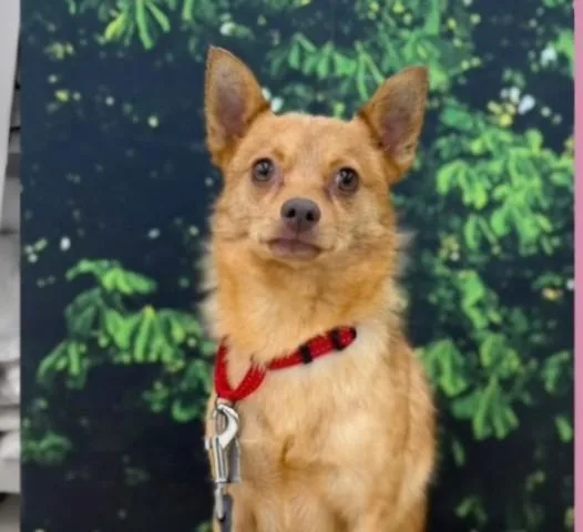 An adult small-sized male Chihuahua dog named Cheese Cake for adoption in Bakersfield, CA