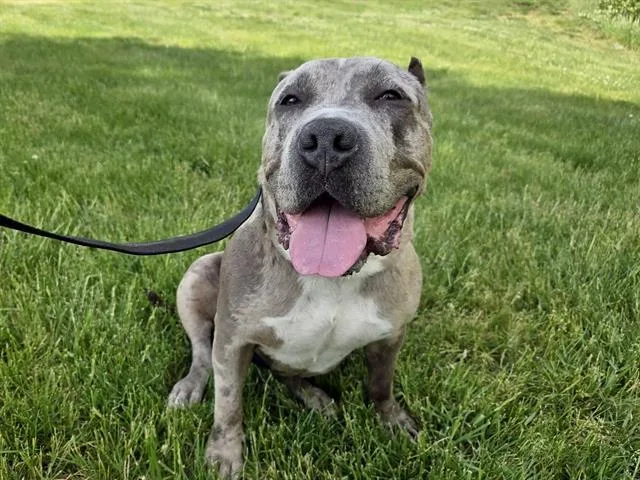 A young medium-sized female Boxer dog named Nova for adoption in Omaha, NE