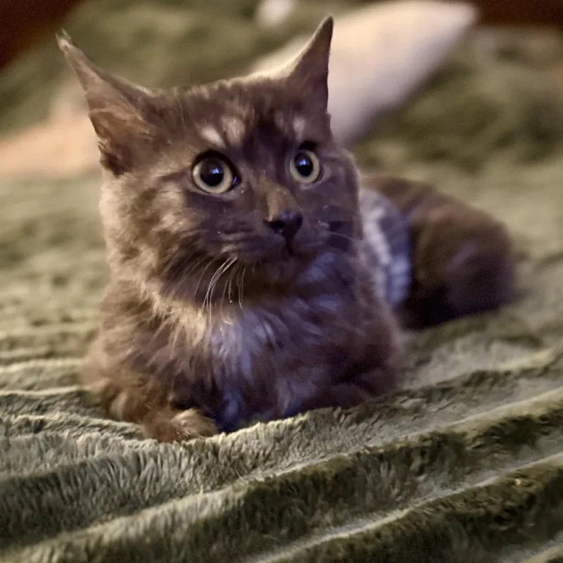 A young small-sized male Gray / Blue / Silver Domestic Medium Hair cat named Wolfie for adoption in Los Angeles, CA