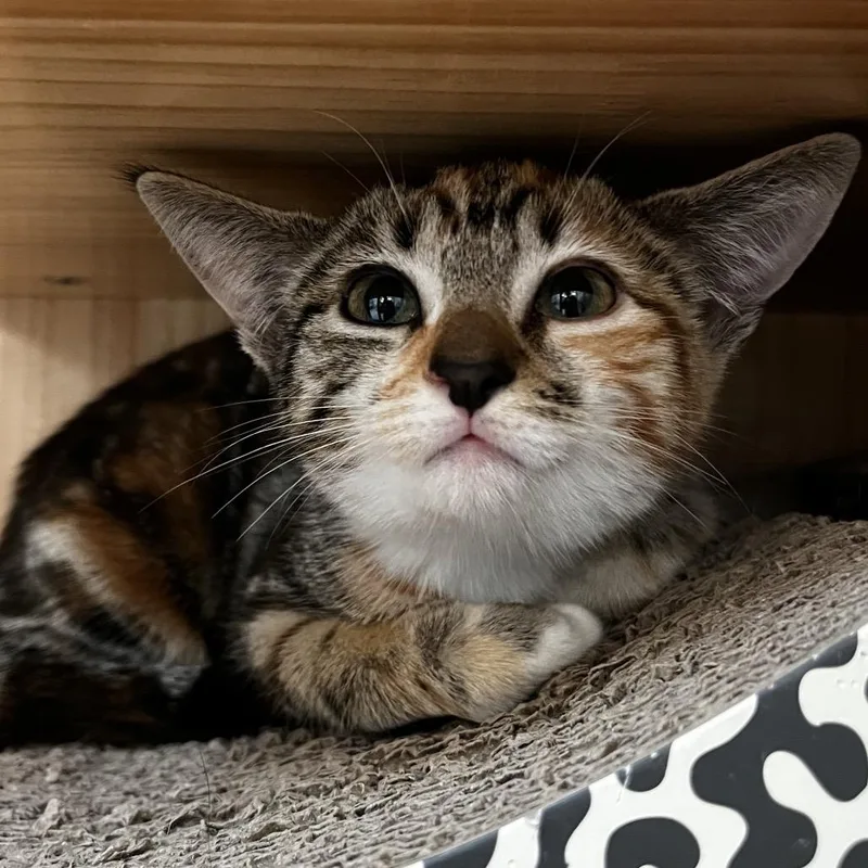 A baby small-sized female Tortoiseshell Domestic Short Hair cat named Donut for adoption in Yucca Valley, CA