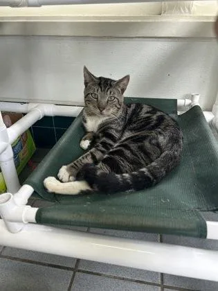An adult medium-sized male Domestic Short Hair cat named Arnold for adoption in Honolulu, HI
