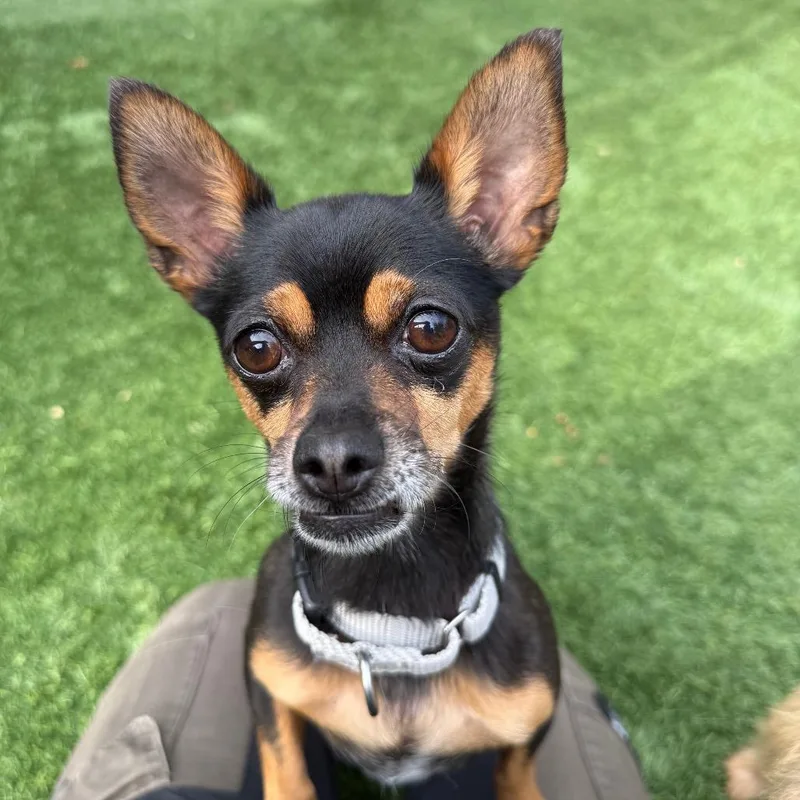An adult small-sized female Black Chihuahua dog named Gigi for adoption in Naperville, IL
