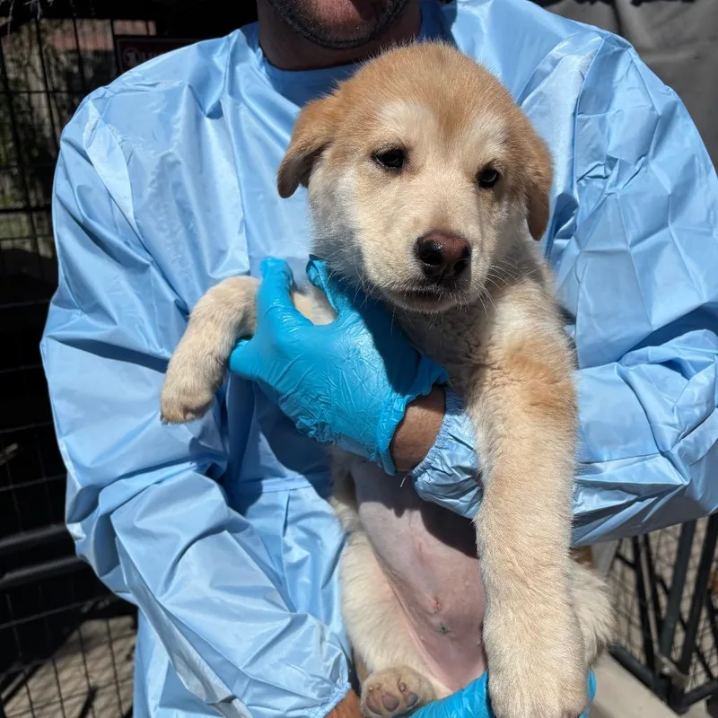 A baby small-sized female Yellow / Tan / Blond / Fawn Mixed Breed dog named Gochujang for adoption in Moab, UT