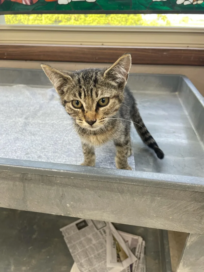 A baby medium-sized female Tabby (Brown / Chocolate) Domestic Short Hair cat named Squirt for adoption in Neillsville, WI