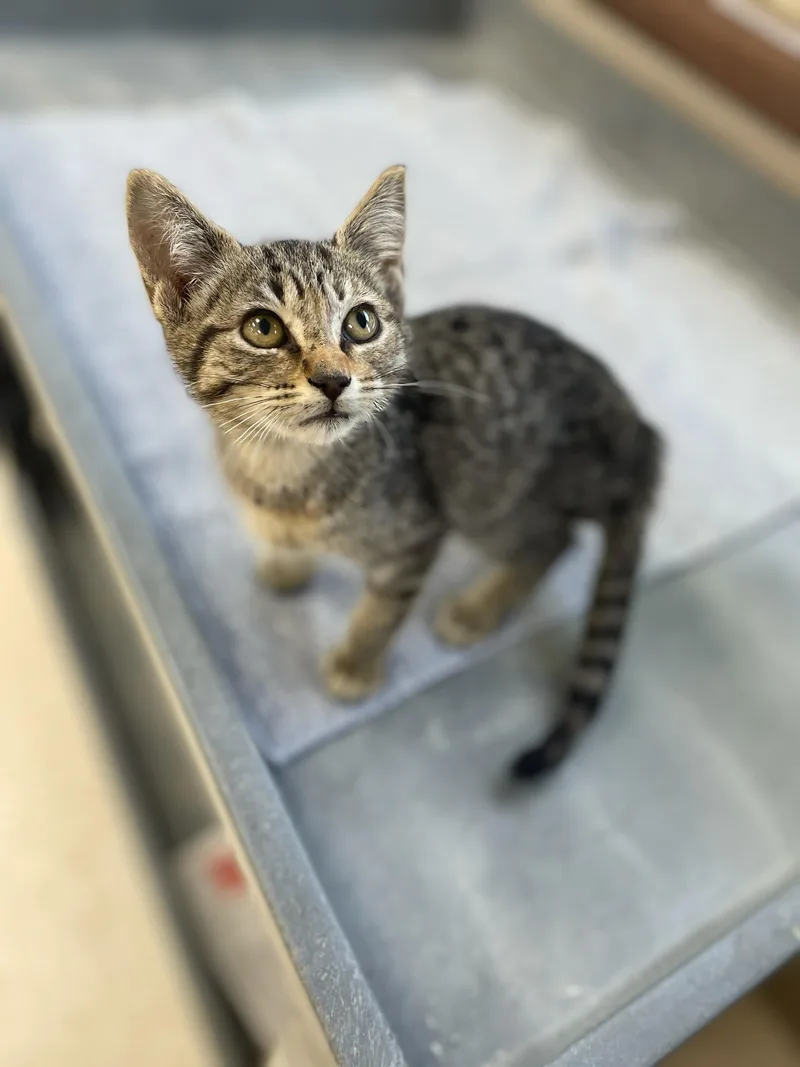 Squirt thumbnail 4