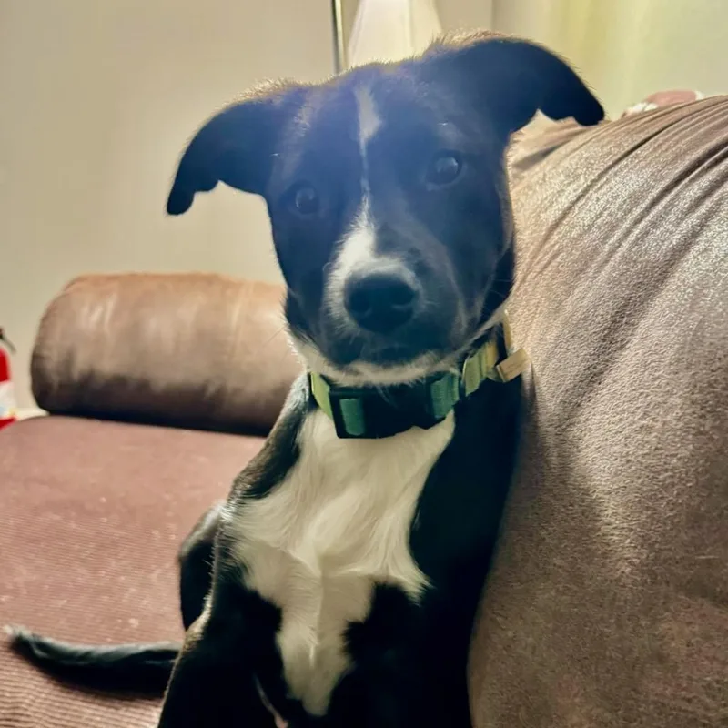 Ct Basil thumbnail 2