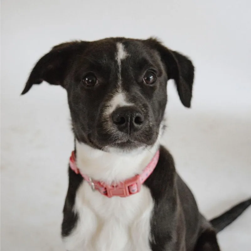 Ct Basil thumbnail 3