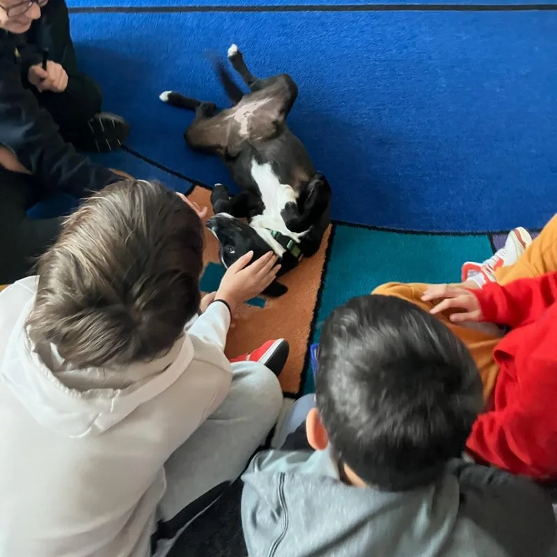 Ct Basil thumbnail 4