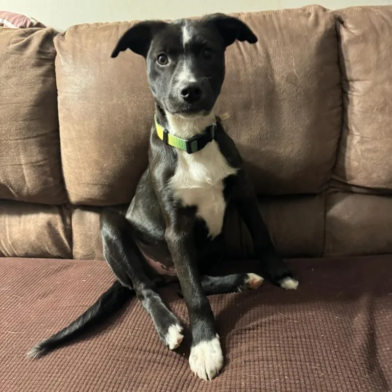 Ct Basil thumbnail 5