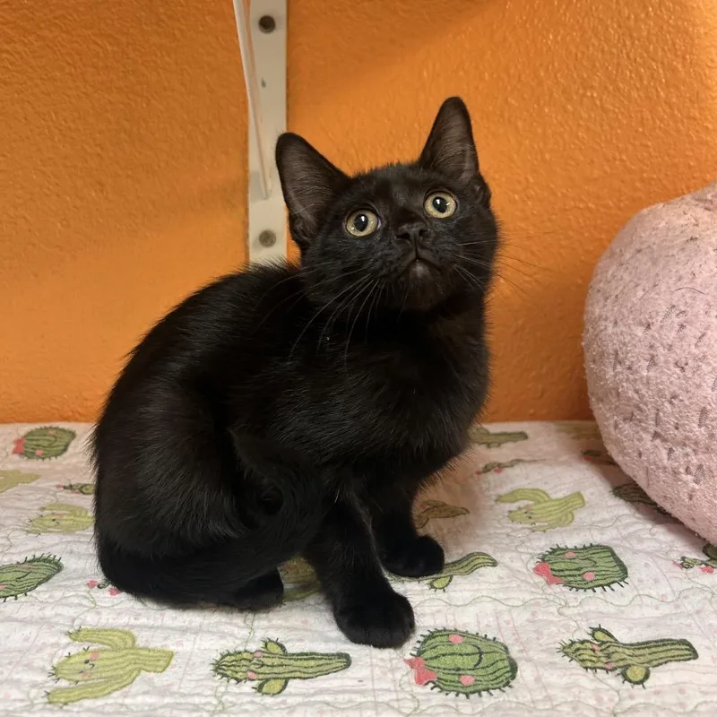 A baby small-sized female Black Domestic Short Hair cat named Darkbeam for adoption in Fresno, CA