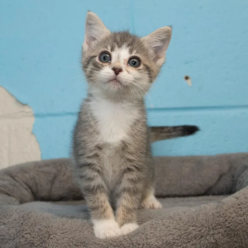 A baby small-sized female Domestic Medium Hair cat named Pineapple for adoption in Troy, OH