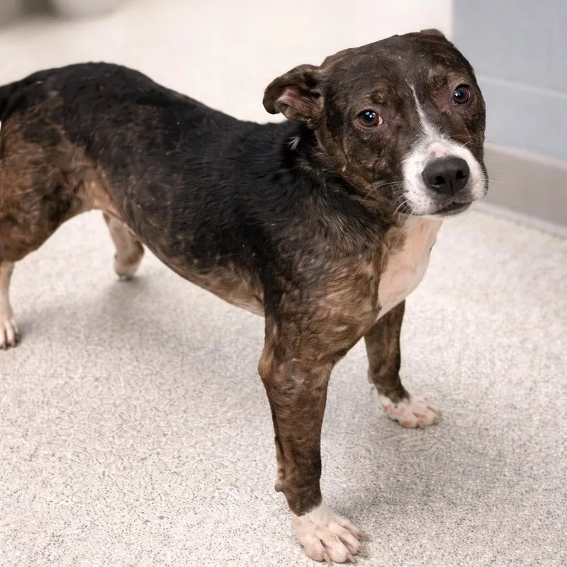 A young medium-sized female Black Mixed Breed dog named Madison for adoption in Hopkinton, MA
