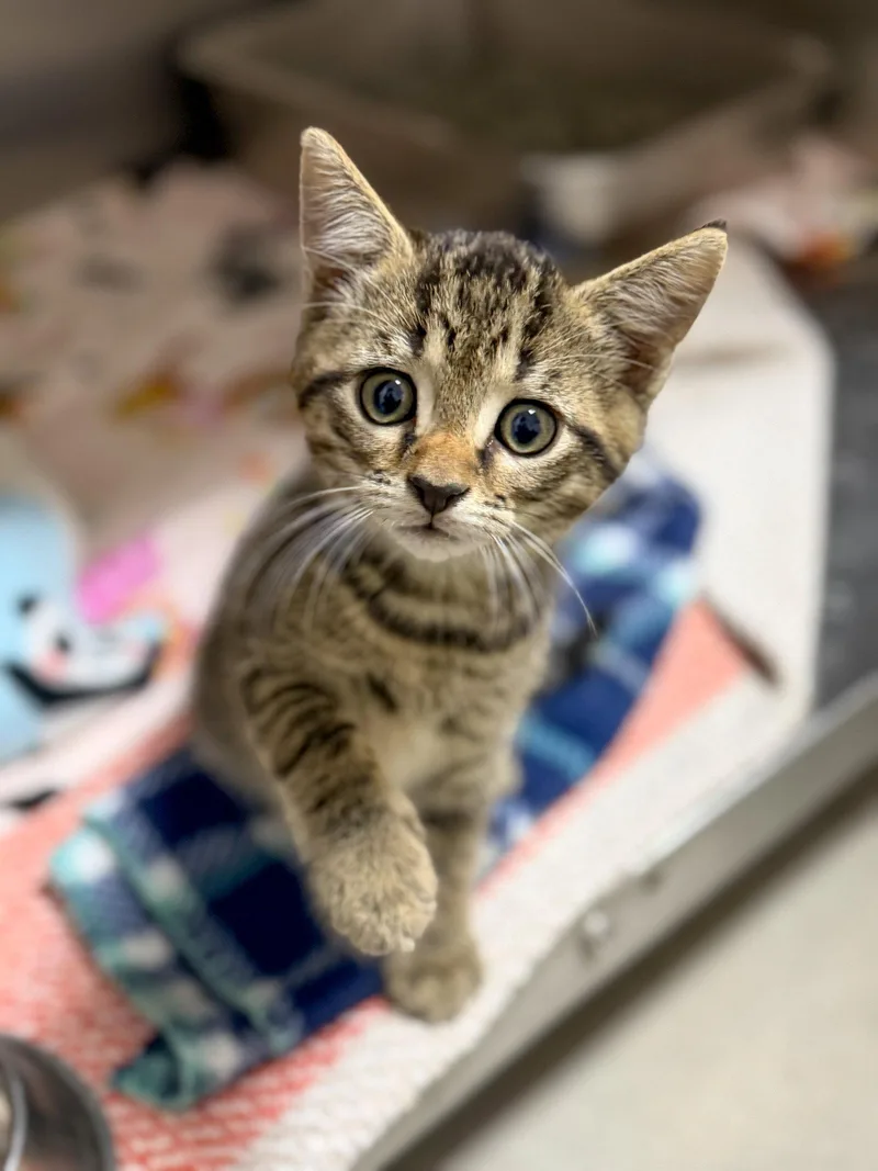 A baby medium-sized male Gray / Blue / Silver Domestic Short Hair cat named Kobe for adoption in Sanford, NC