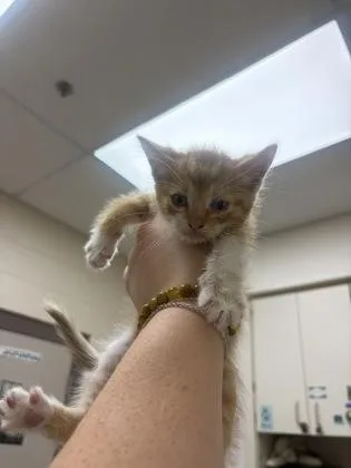A baby small-sized male Domestic Short Hair cat named Nemo for adoption in Westland, MI