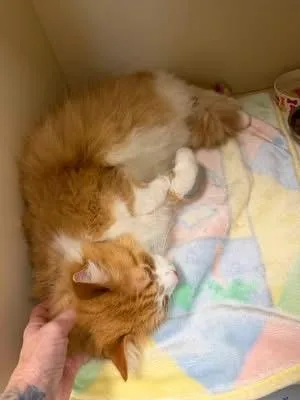 An adult large-sized male Orange & White Domestic Short Hair cat named Morgan for adoption in Elyria, OH