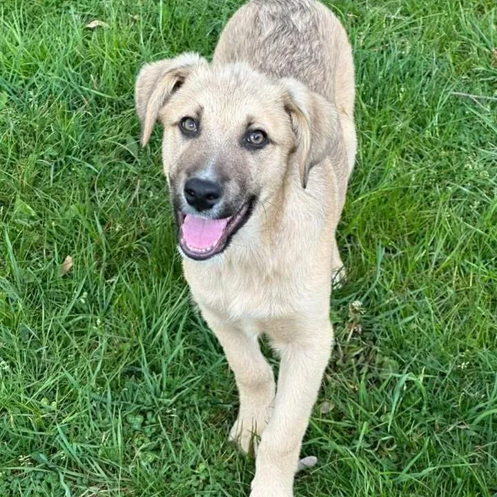 A young large-sized male Brown / Chocolate Labrador Retriever dog named Baloo for adoption in Phoenix, MD