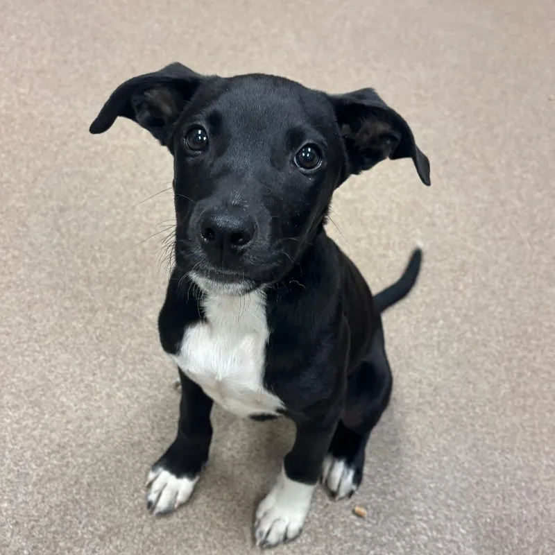 A young small-sized male Black Labrador Retriever dog named Bark Vader for adoption in Hinesville, GA