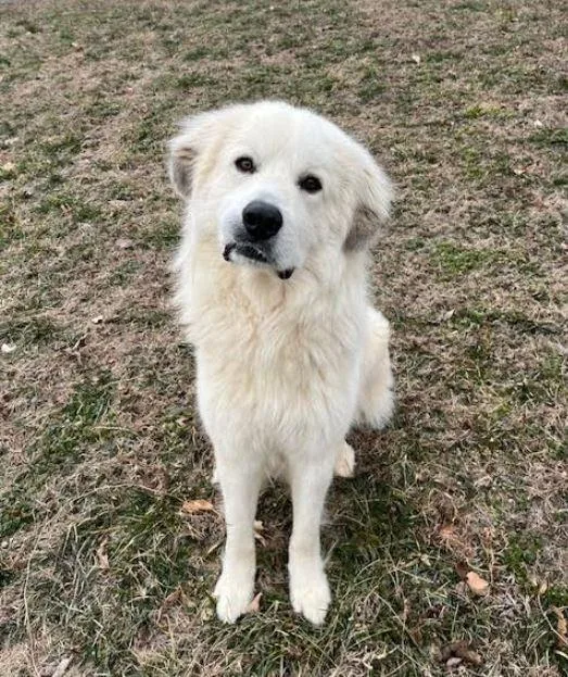 An adult large-sized male Great Pyrenees dog named Smiley for adoption in Mocksville, NC