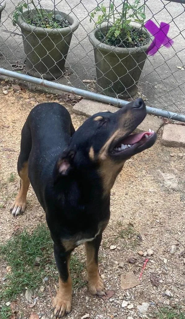 A baby large-sized female Mixed Breed dog named Alaska for adoption in Fond Du Lac, WI