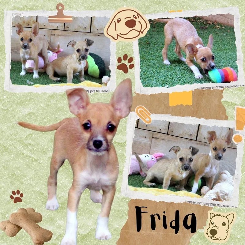 A baby small-sized female Chihuahua dog named Frida for adoption in LINDSAY, CA