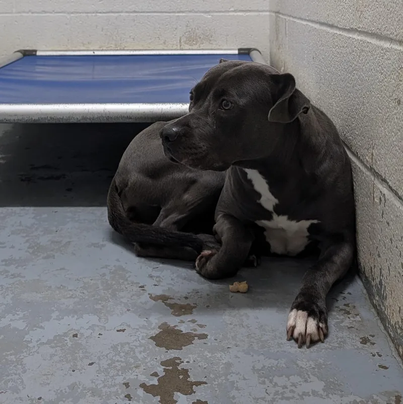 An adult large-sized female Gray / Blue / Silver Pit Bull Terrier dog named Looking For Owner for adoption in Ravenna, OH