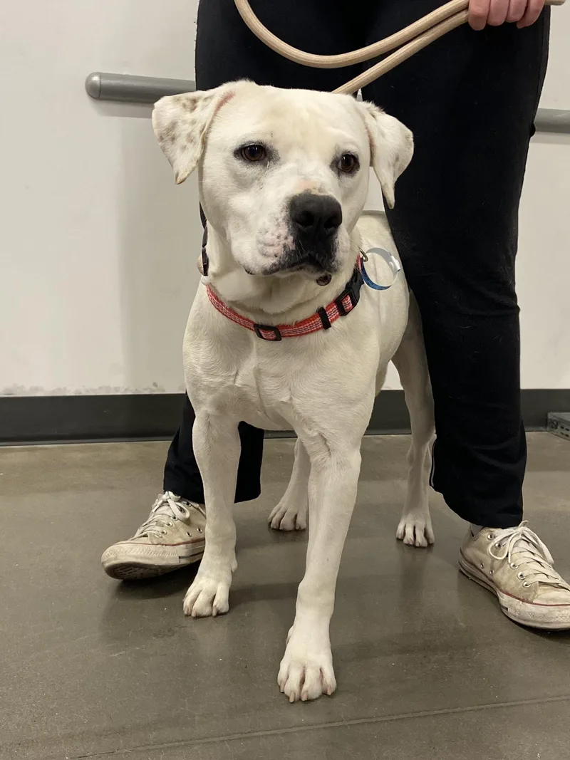 An adult medium-sized male Bulldog dog named Barron for adoption in Zimmerman, MN
