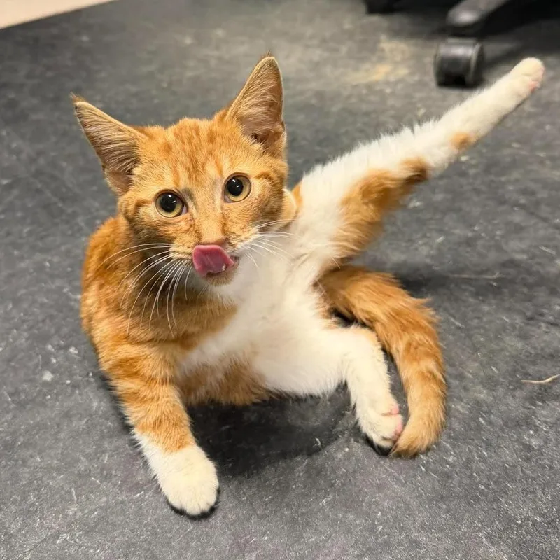 A baby small-sized female Orange / Red Domestic Short Hair cat named Fanta for adoption in Shinnston, WV