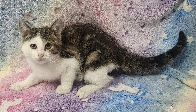 A baby medium-sized male Domestic Short Hair cat named Douglas for adoption in Wetumpka, AL