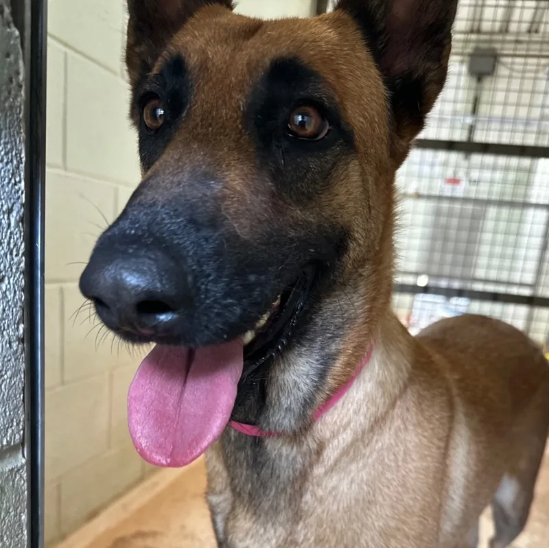 Zena