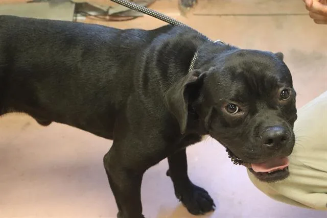 A young large-sized male Mixed Breed dog named Max for adoption in Columbia, SC