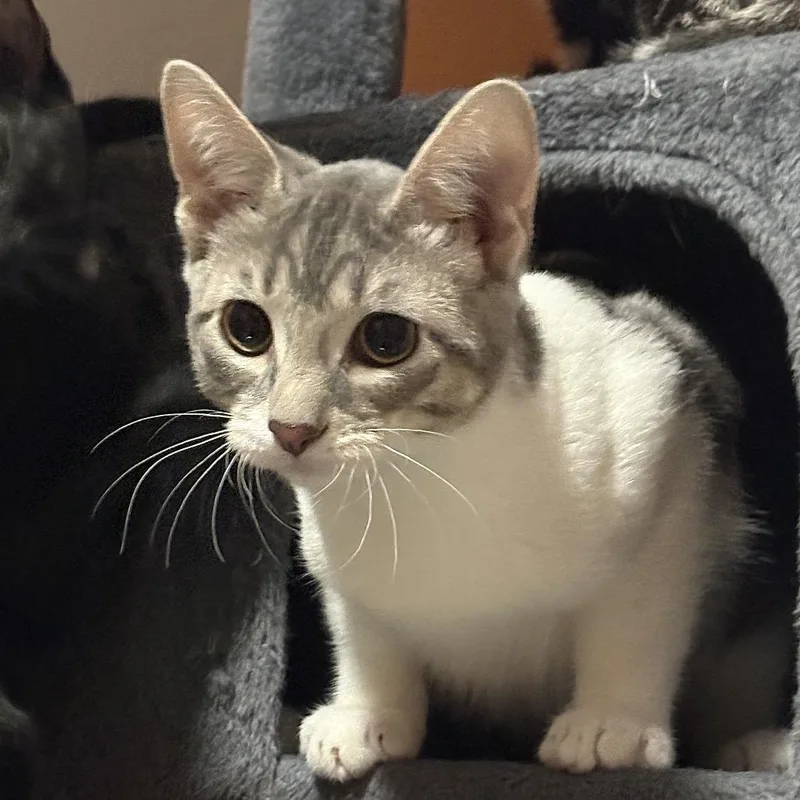 A baby medium-sized male White Domestic Short Hair cat named Chungus for adoption in Springfield, OR