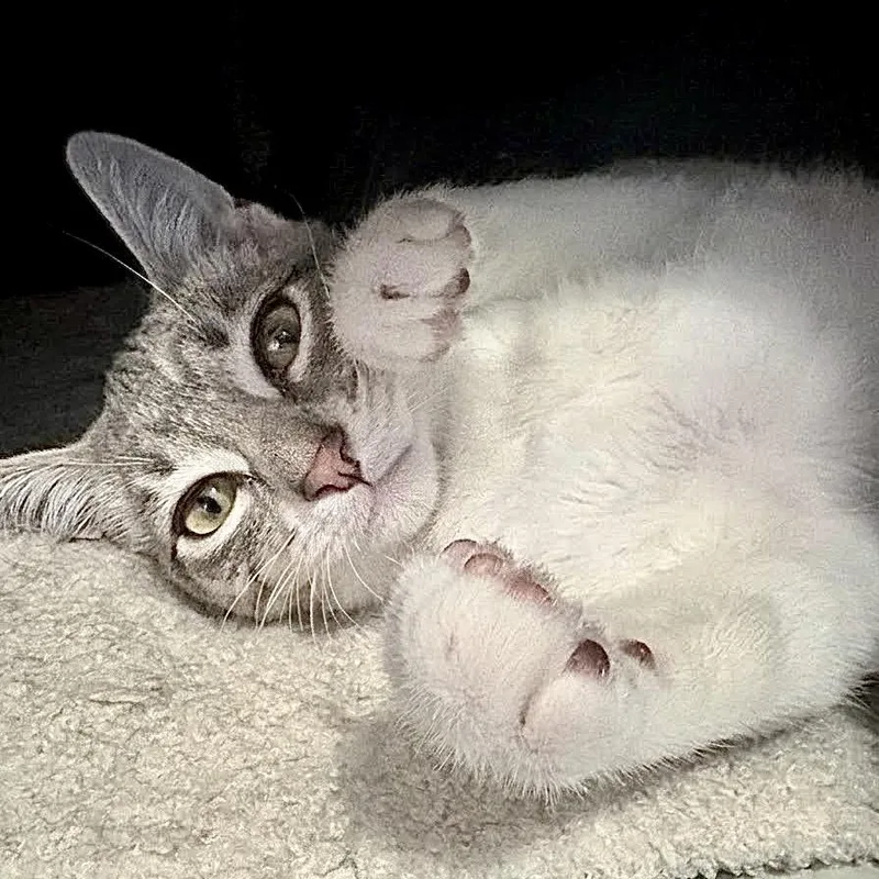 Chungus thumbnail 3