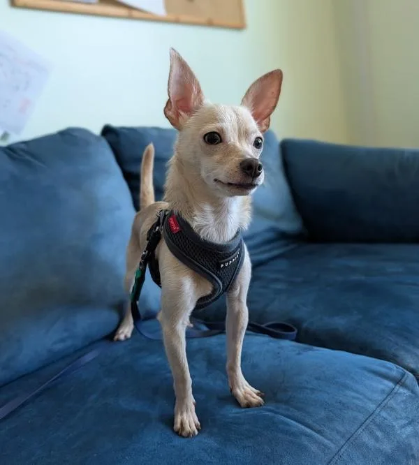 An adult small-sized male Chihuahua dog named Fennec for adoption in Santa Rosa, CA