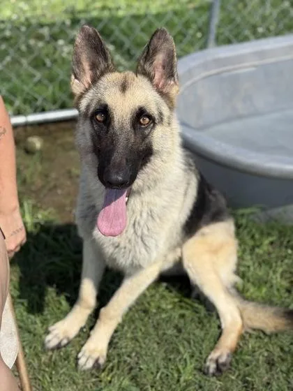 An adult large-sized female German Shepherd Dog dog named Maggie for adoption in Morton Grove, IL
