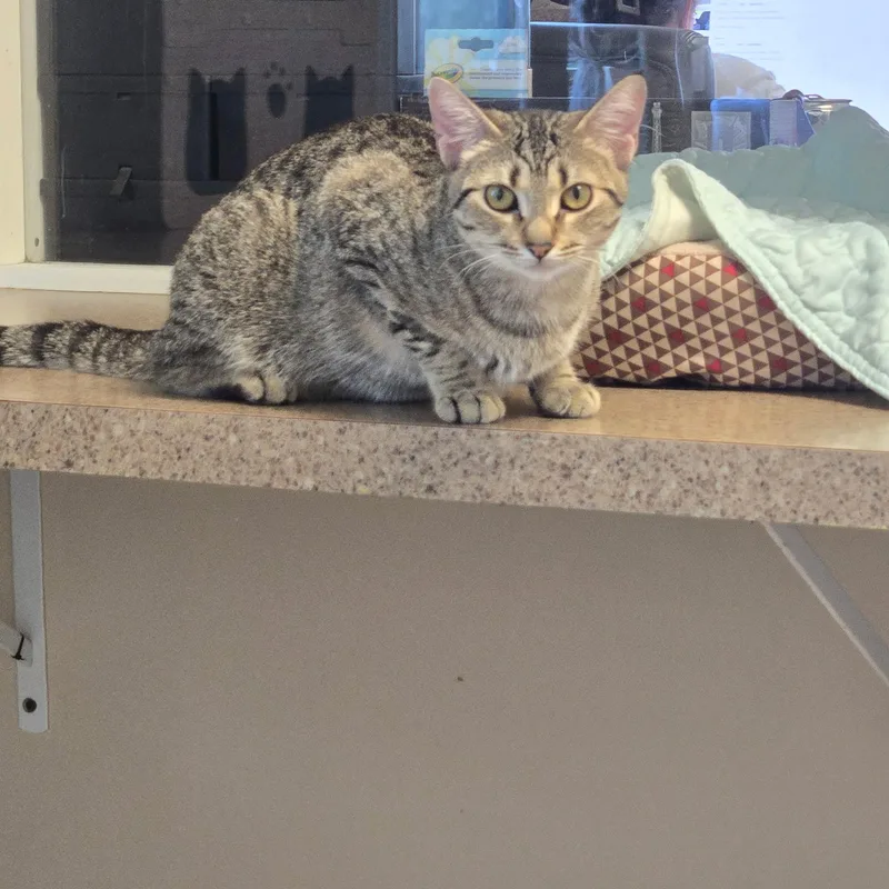 A young medium-sized female Tabby (Brown / Chocolate) Domestic Short Hair cat named Sidney for adoption in West Branch, MI