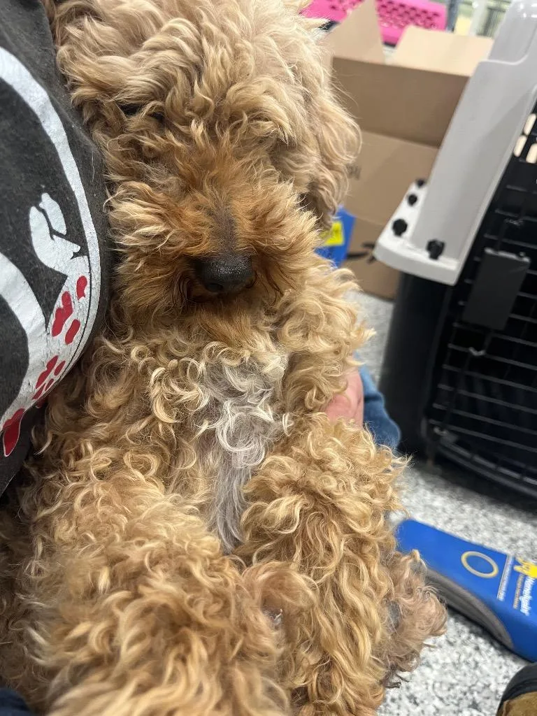 An adult medium-sized female Poodle dog named Macy for adoption in Auburn, IN