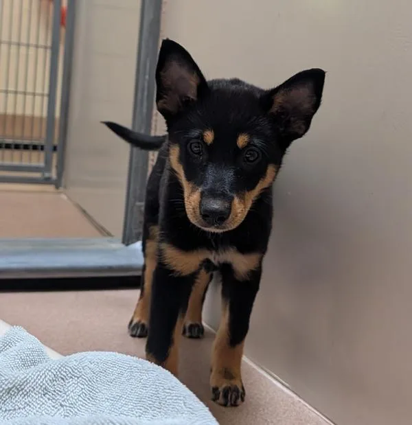 A baby small-sized male Australian Cattle Dog / Blue Heeler dog named Gideon for adoption in Healdsburg, CA