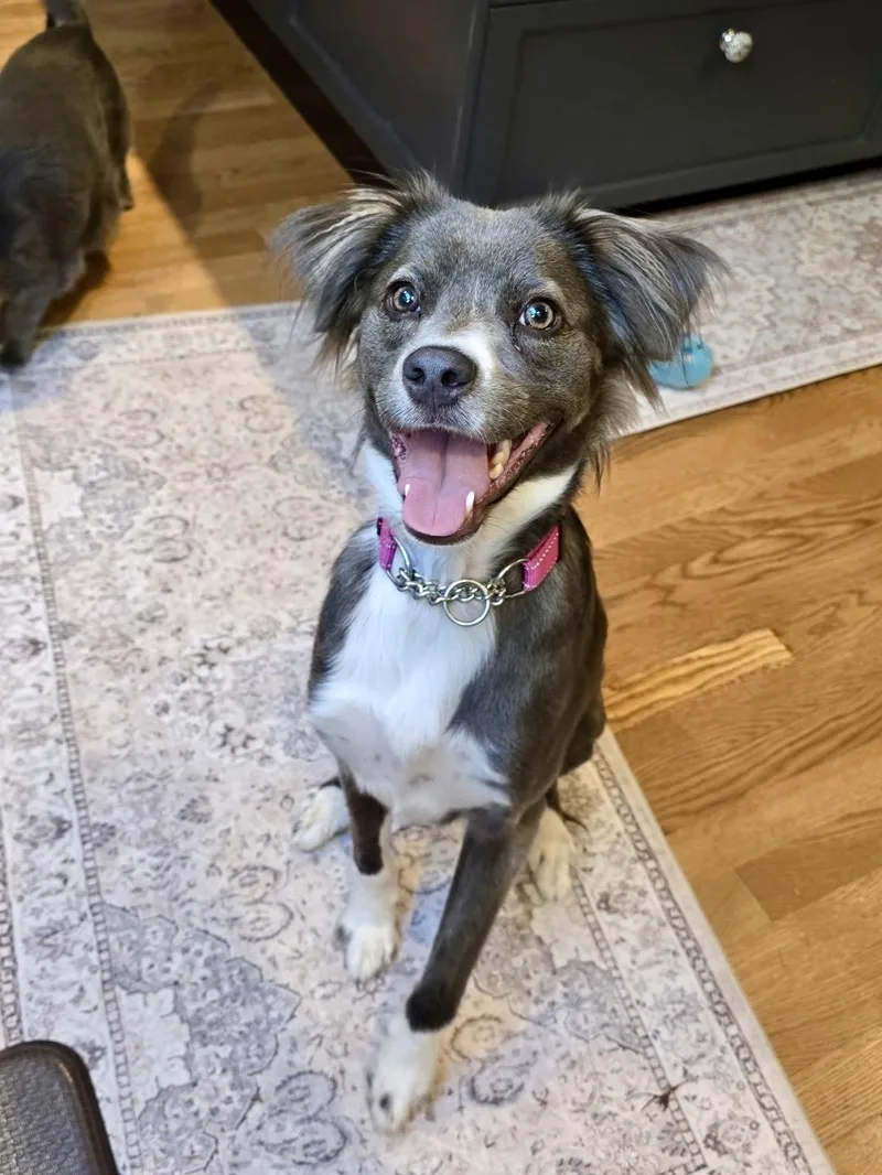 A young medium-sized female Border Collie dog named Pepper for adoption in New York, NY