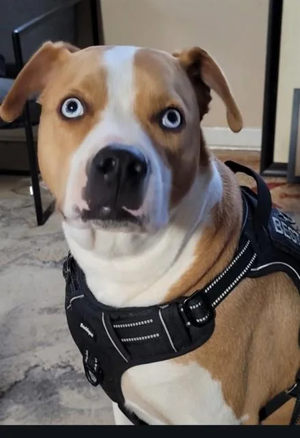 An adult medium-sized male American Staffordshire Terrier dog named Mars for adoption in Forney, TX