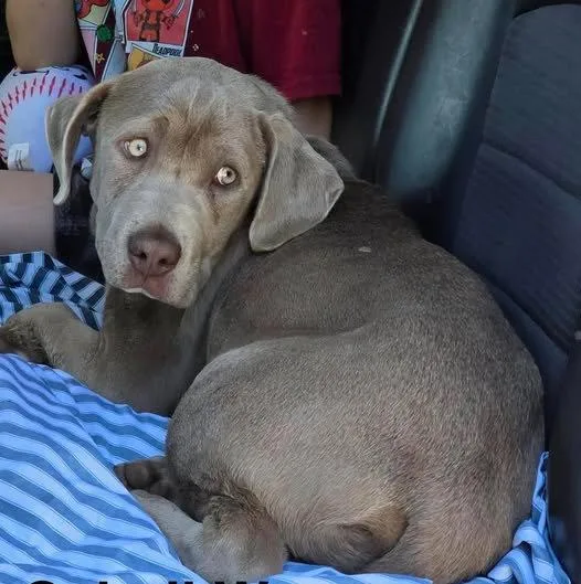 A baby extra large-sized male Labrador Retriever dog named Johnny Bravo for adoption in Newport, KY