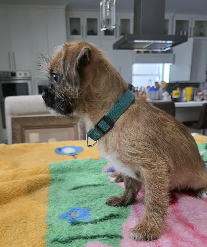 A baby small-sized male Bicolor Shih Tzu dog named Banjo for adoption in Gregory, TX