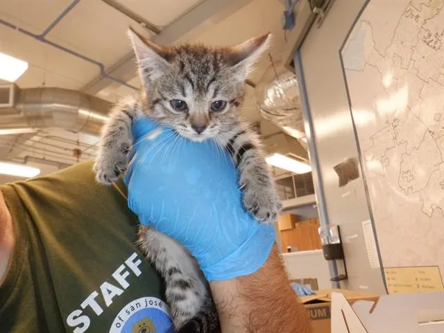 A baby small-sized female Domestic Short Hair cat named Brandi for adoption in San Jose, CA