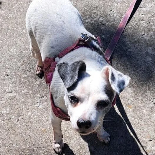 A senior small-sized female White / Cream Mixed Breed dog named Lil Girl for adoption in Jeffersonville, IN