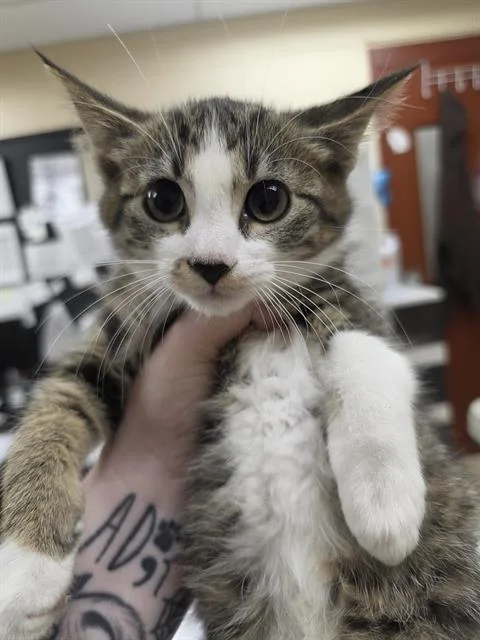 A baby small-sized male Domestic Short Hair cat named Thad for adoption in Aliquippa, PA