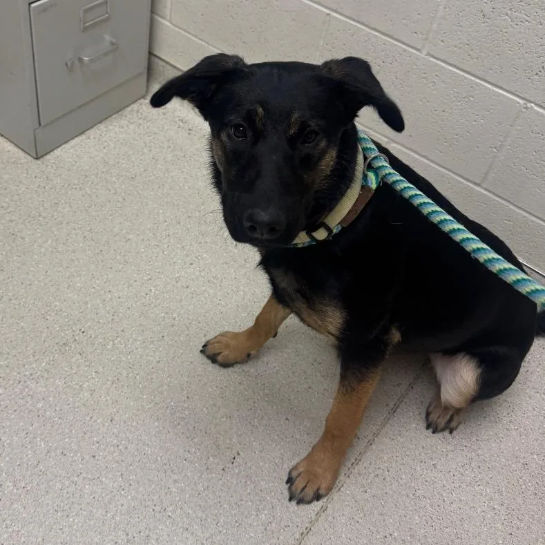A young medium-sized female Brown / Chocolate German Shepherd Dog dog named Beyli for adoption in Murray, UT