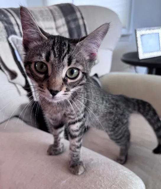 Hat Trick thumbnail 3
